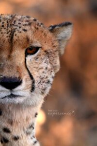 cheetah africa safari